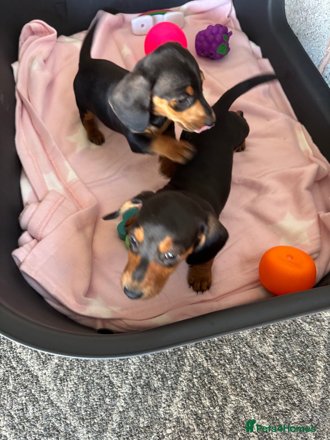 Dachshund dogs for sale: KC PRA Miniature smooth hair dachshund puppies  - Image 8