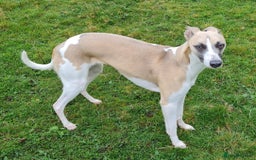 Whippet dogs for sale: Whippet puppies for sale - Image 8