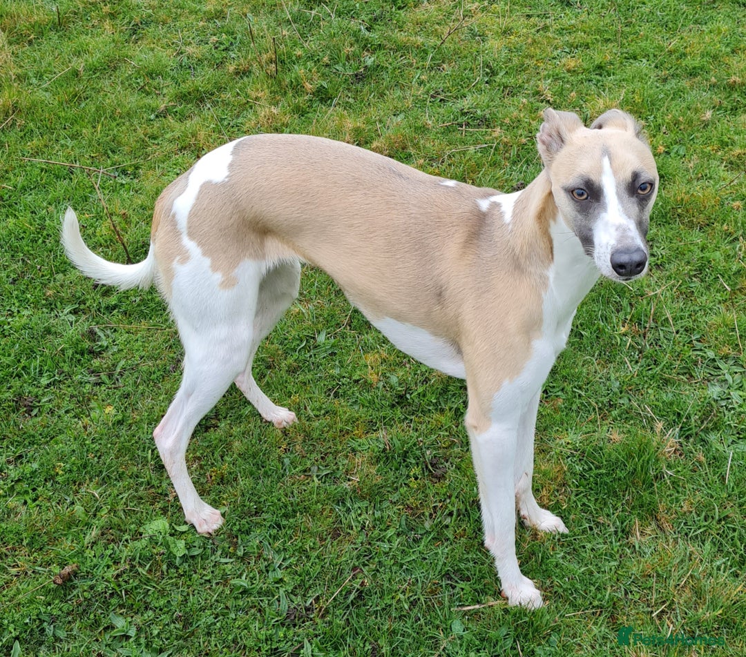 Whippet dogs for sale: Whippet puppies for sale - Image 8