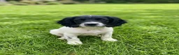 English Springer Spaniel dogs for sale: Springer spaniel dog pup ready to go  - Advert 2