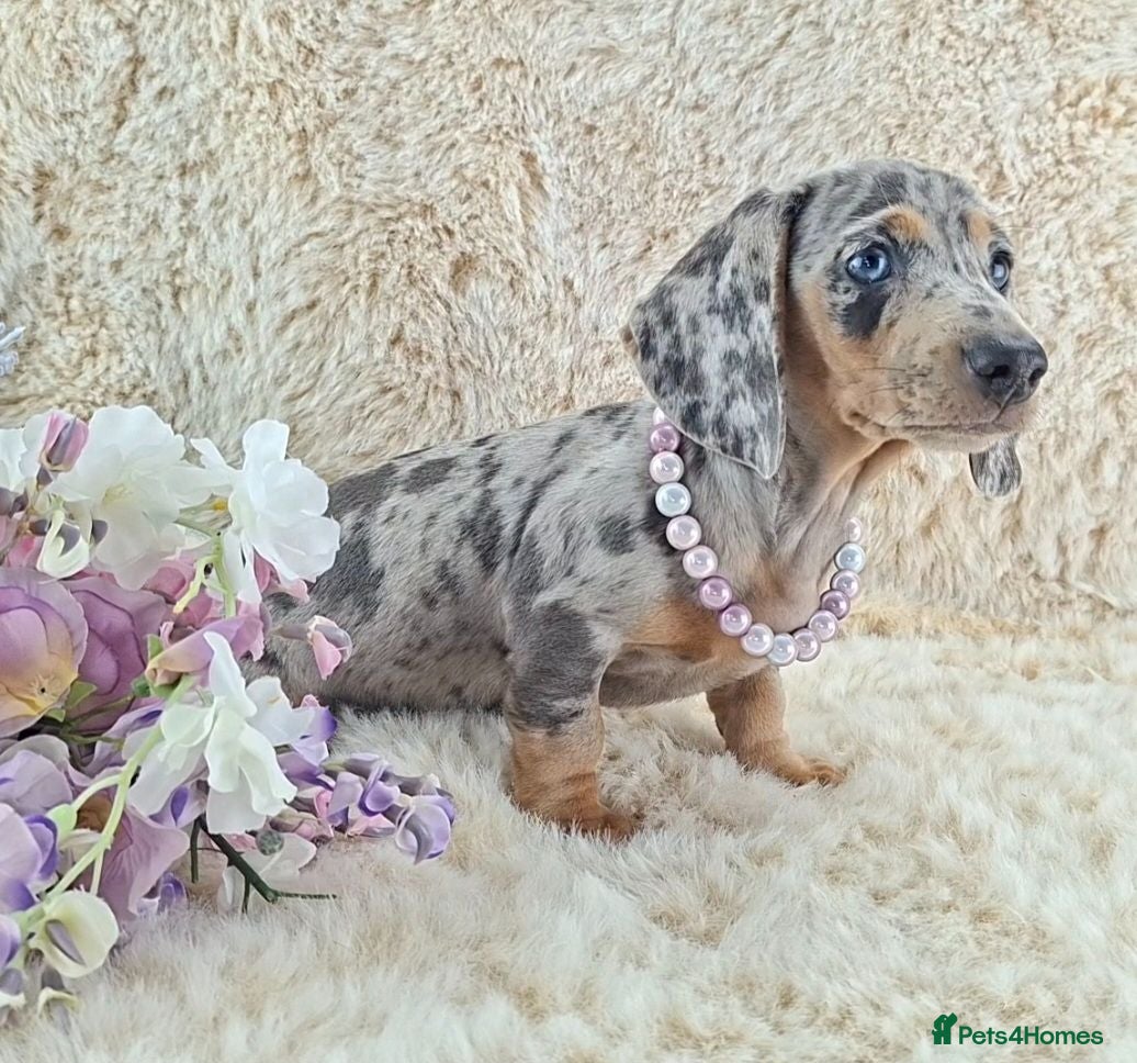 Miniature Dachshund dogs KC Registered Miniature Dachshund Puppies  - Advert 1