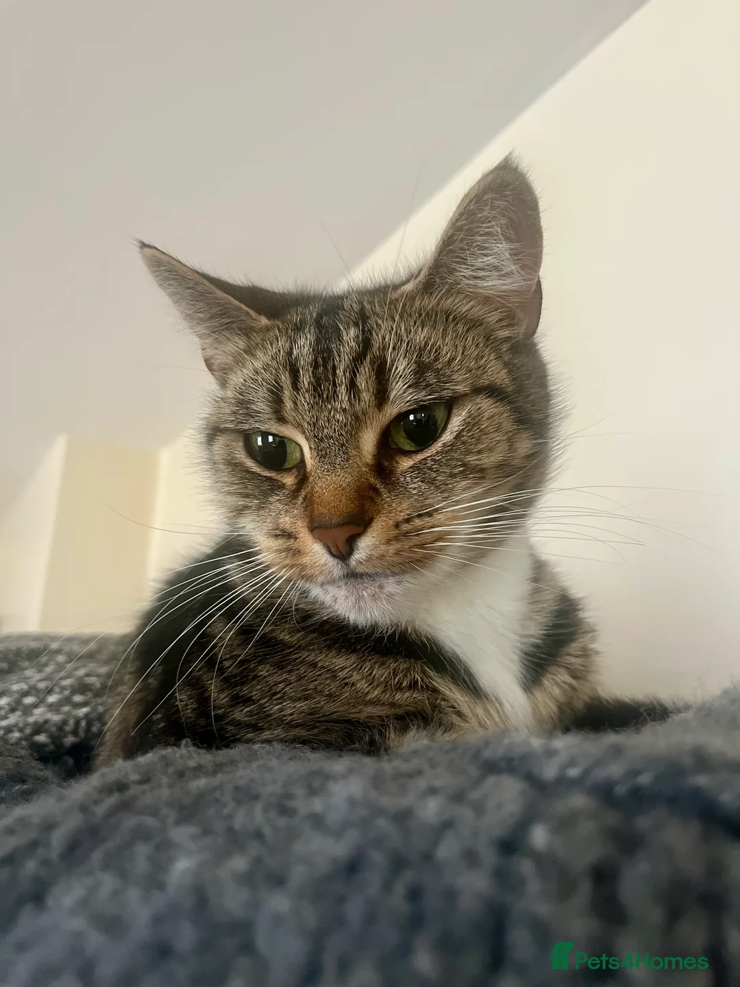 Domestic Shorthair cats for sale: Domestic shorthair  - Advert 2