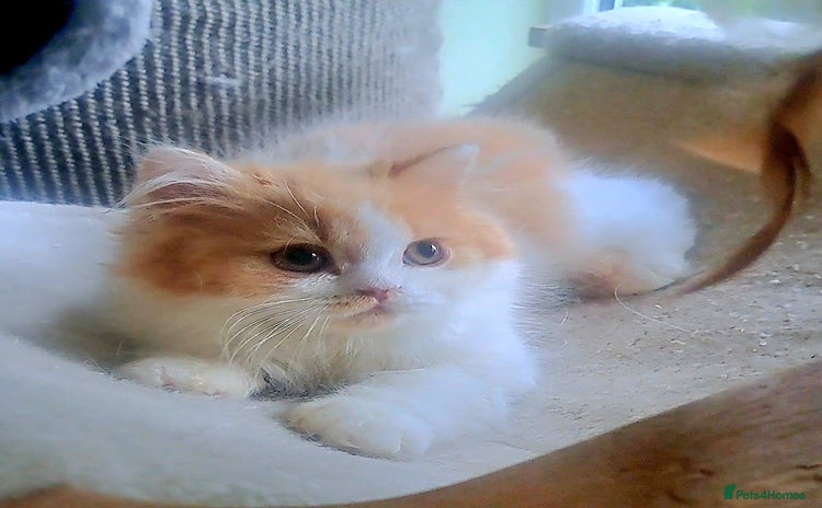 British Longhair cats - Advert 16