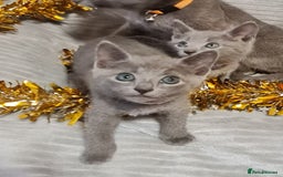 Russian Blue cats for sale: Stunning Russian Blue kittens-pure Pedigree - Image 1