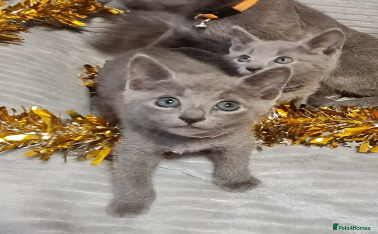 Russian Blue cats - Advert 4
