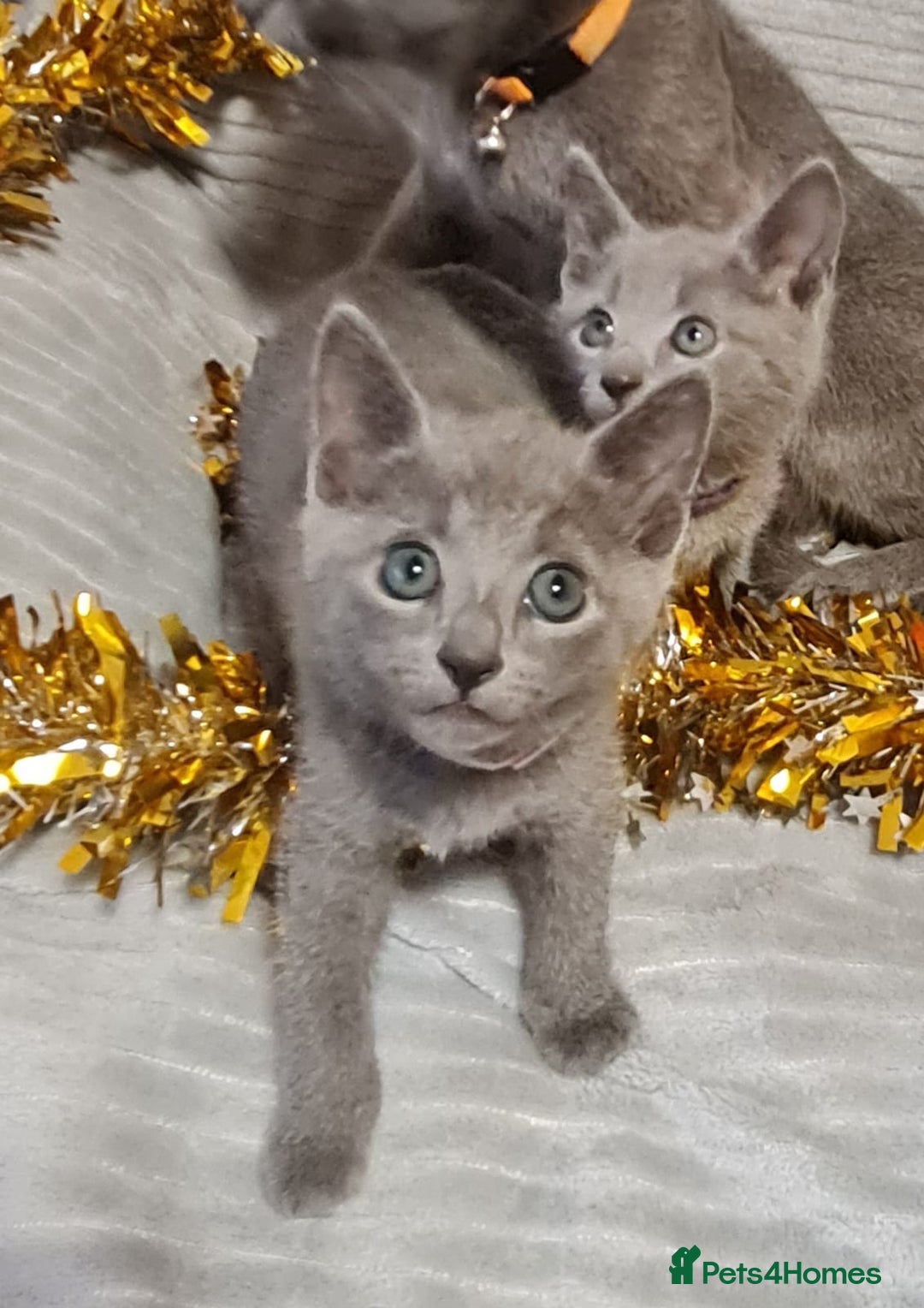 Russian Blue cats for sale: Stunning Russian Blue kittens-pure Pedigree - Image 1