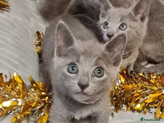 Russian Blue cats - Advert 1