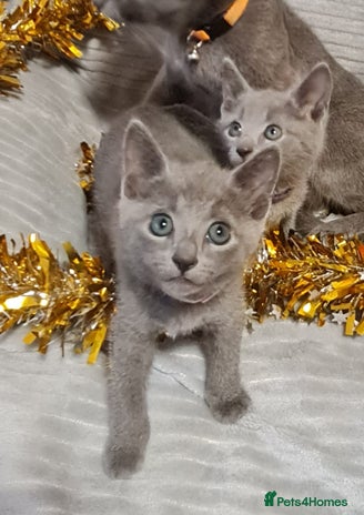 Russian Blue cats - Advert 4