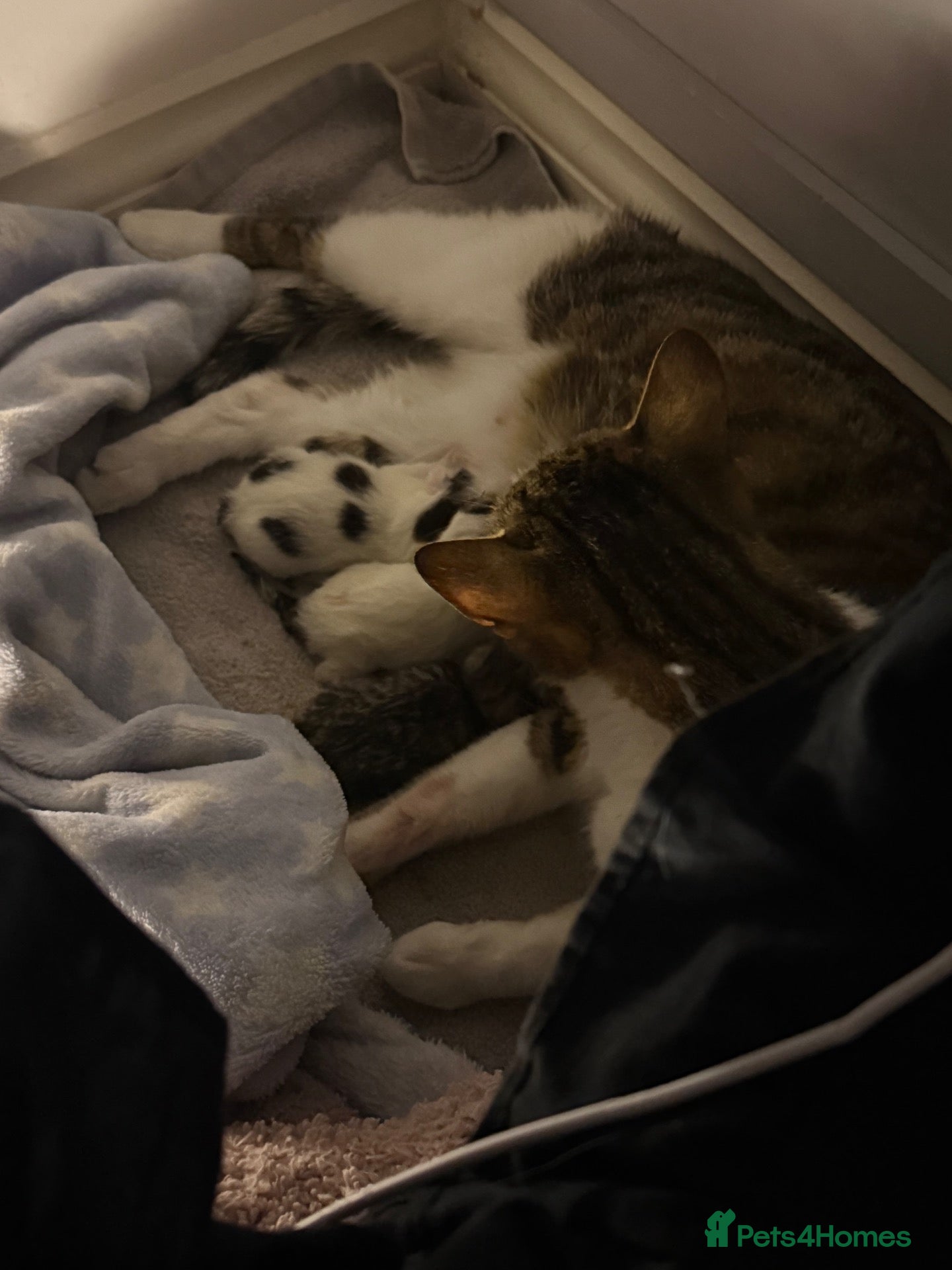 Mixed Breed cats kittens available - Advert 1