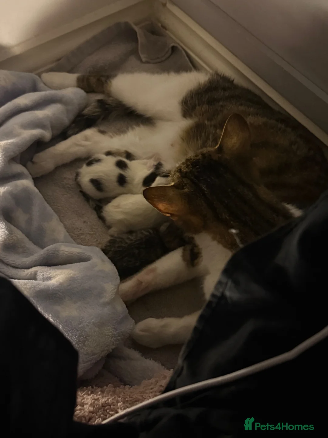 Mixed Breed cats for sale: kittens available - Advert 1