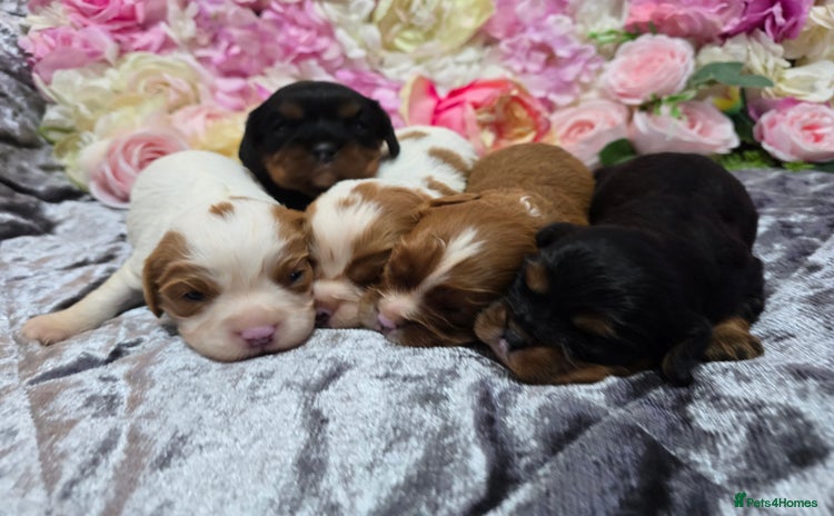 Cavalier King Charles Spaniel dogs Beautiful KC reg Cavalier King Charles Puppies  - Advert 1