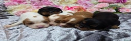 Cavalier King Charles Spaniel dogs for sale: Beautiful KC reg Cavalier King Charles Puppies  - Advert 14