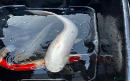 Koi Carp fish for sale: Japanese koi carp £100 each  - Image 32
