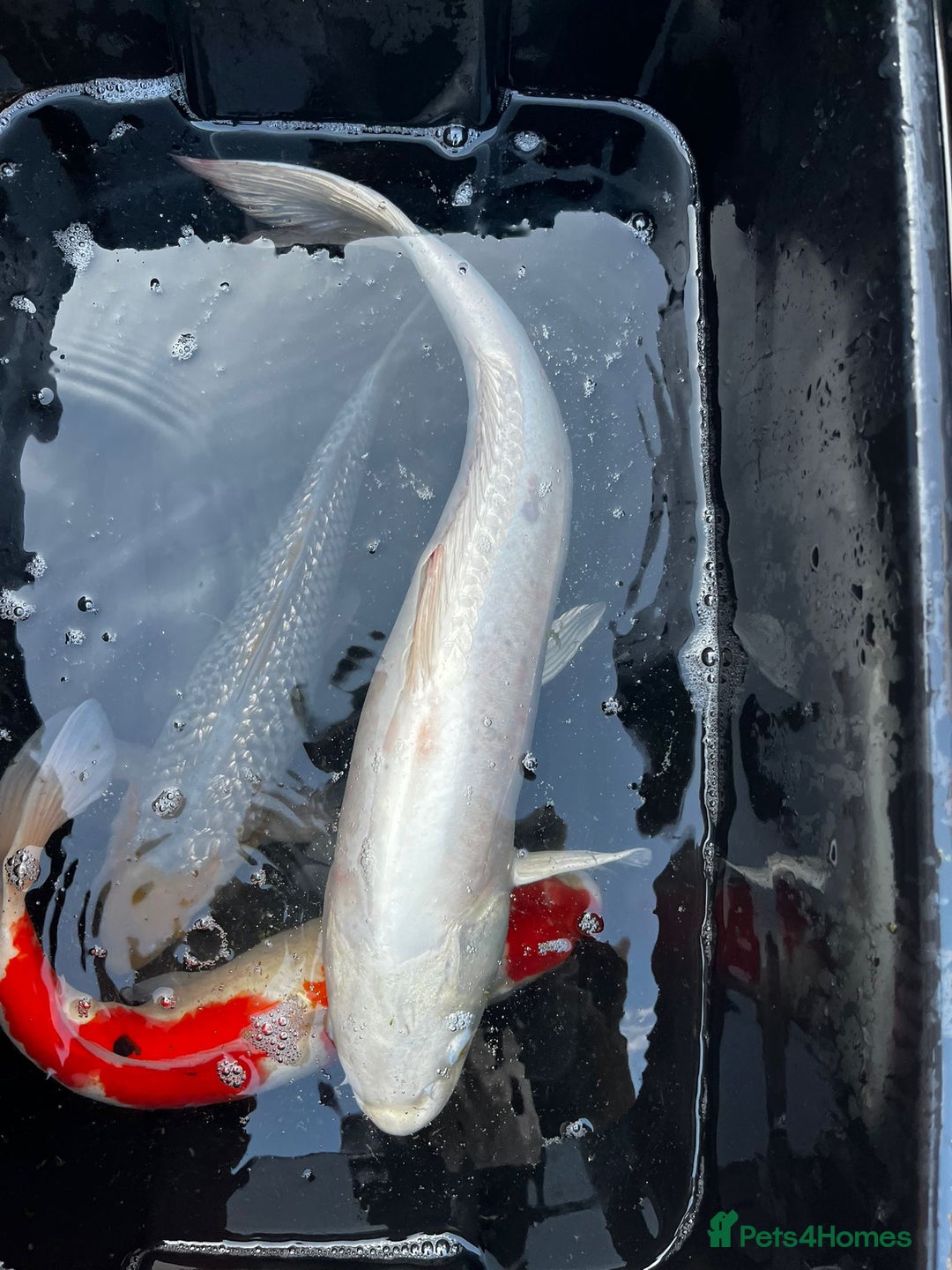 Koi Carp fish for sale: Japanese koi carp £100 each  - Image 32