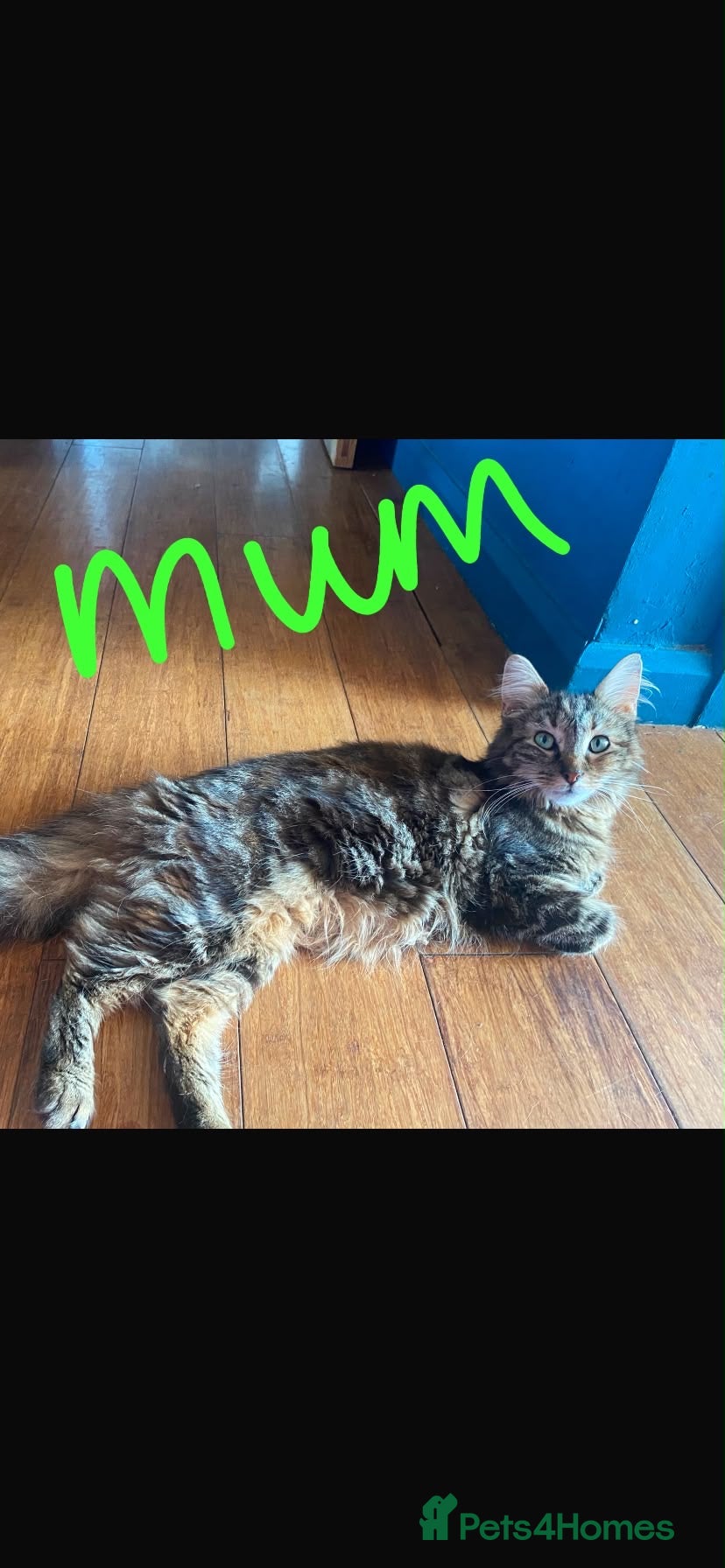 Mixed Breed cats READY NOW 5 kittens ‘ginger females included’ - Advert 4