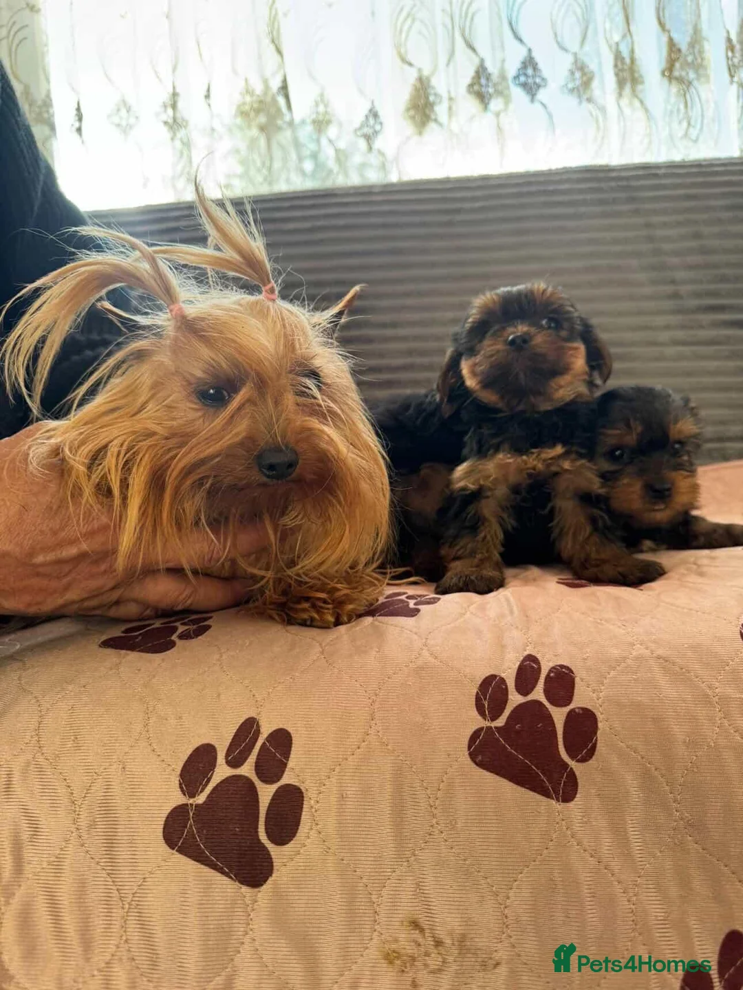 Yorkshire Terrier dogs for sale: Yorkshire Terrier  in London - Advert 2