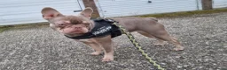 French Bulldog dogs for sale: Brother and sister for sale - Advert 6