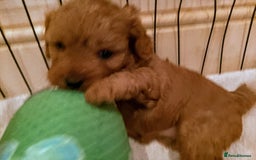 Cavapoo dogs for sale: F1 Cavapoo Pups  - Image 5