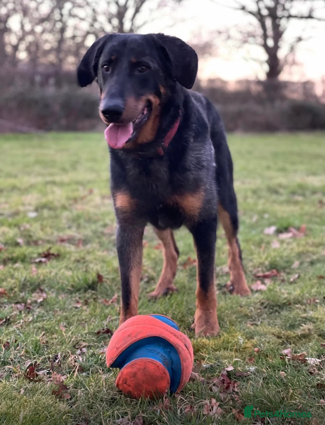 Beauceron dogs for sale: 4 year old male Beauceron - Advert 1