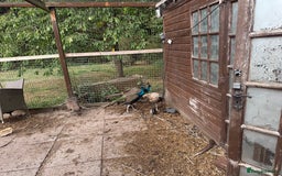 Mixed Breed birds for sale: Indian Blue peacocks  - Image 3