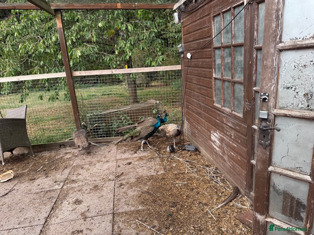 Mixed Breed birds for sale: Indian Blue peacocks  - Image 3