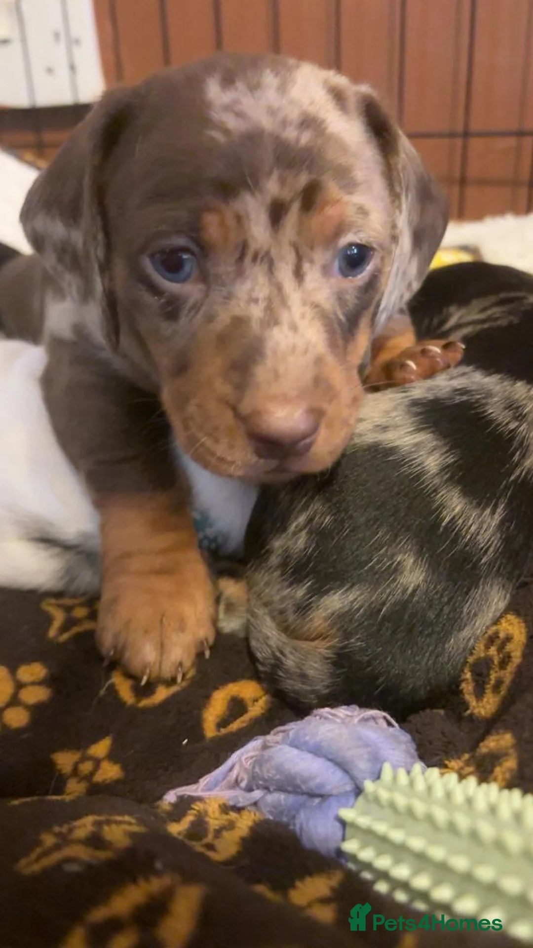 Miniature Dachshund dogs for sale: Beautiful Miniature Dachshund puppies in Glasgow - Advert 4