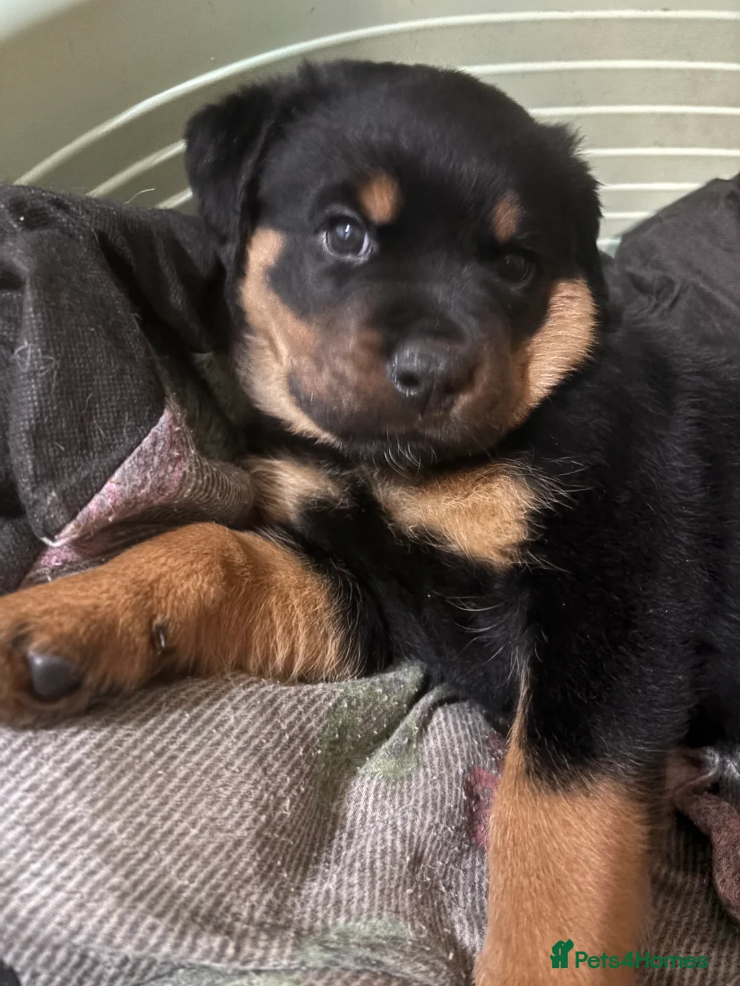 Rottweiler dogs for sale: *** Pedigree Rottweiler puppies ready in 2 wks*** - Advert 33