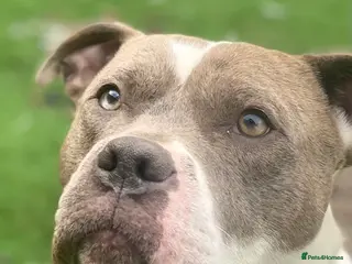 Mixed Breed dogs Rocky - Advert 7