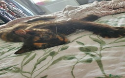 British Longhair cats for sale: 5 month kitten  - Image 3