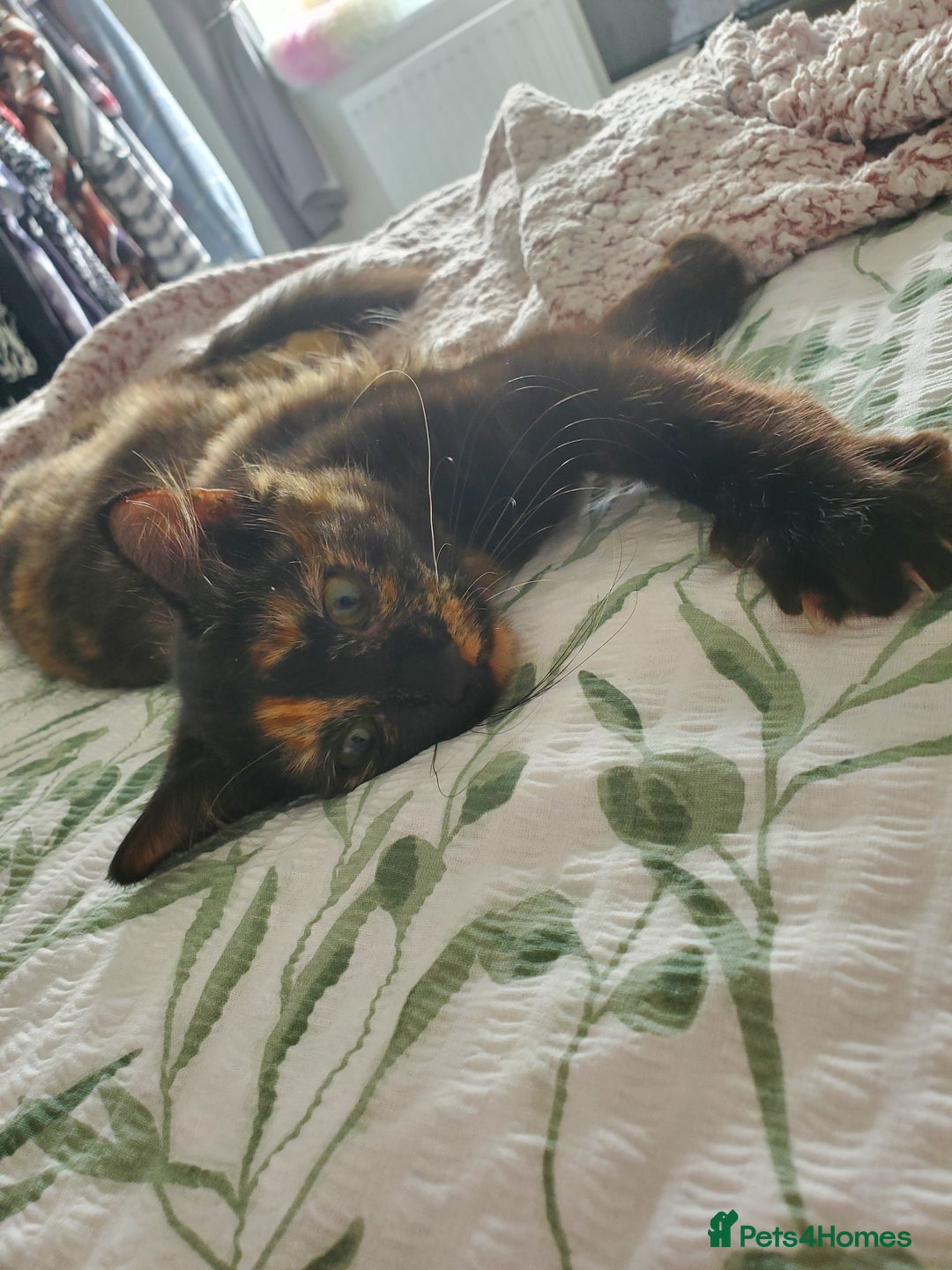 British Longhair cats for sale: 5 month kitten  - Image 3