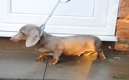 Dachshund dogs for sale: ISABELLA DAPPLE FEMALES AVAILABLE  - Image 15