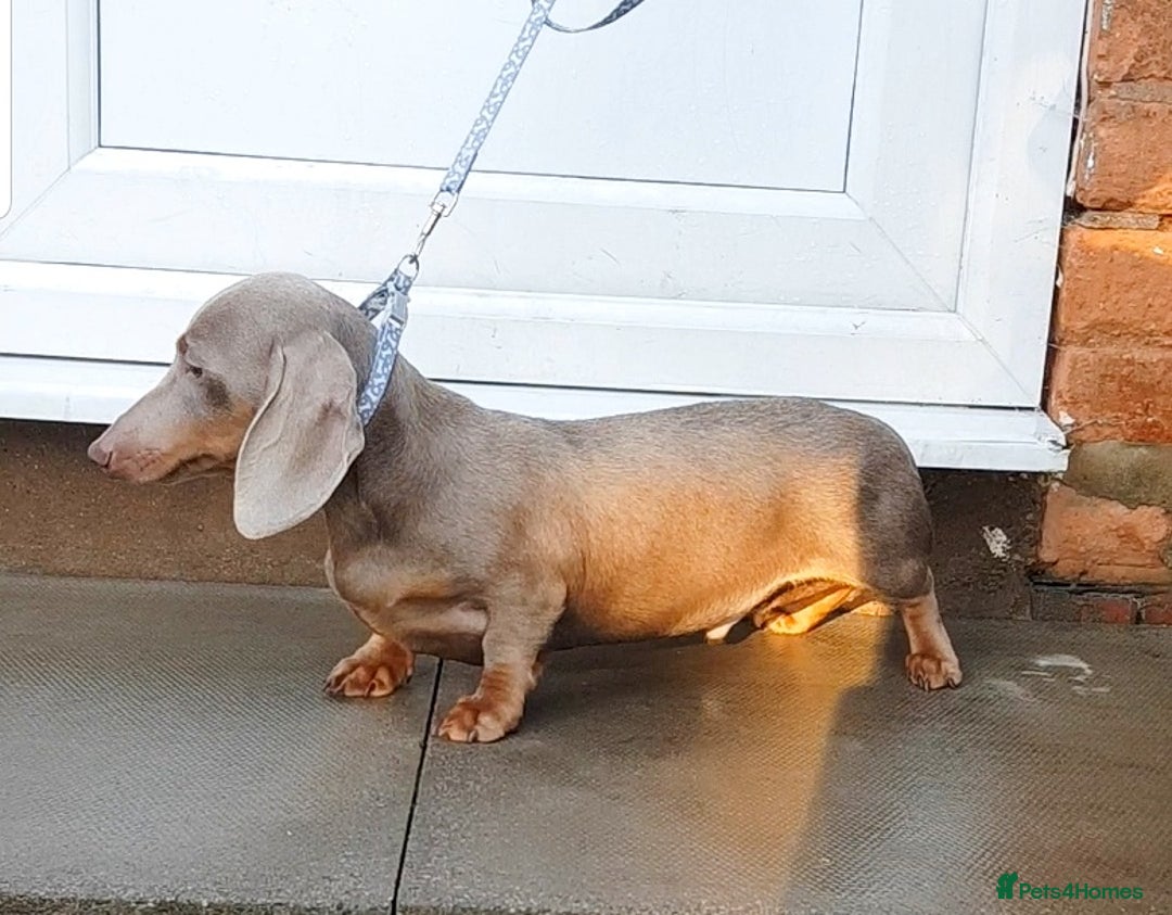 Dachshund dogs for sale: ISABELLA DAPPLE FEMALES AVAILABLE  - Image 15