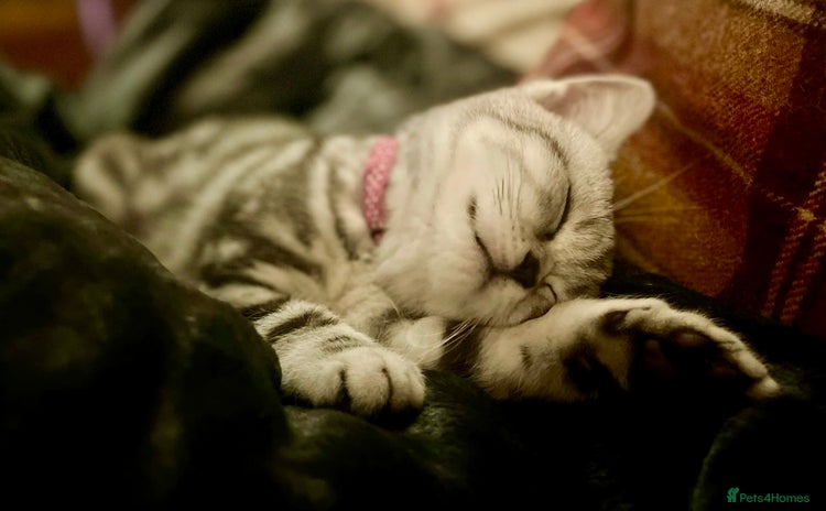 British Shorthair cats - Advert 11