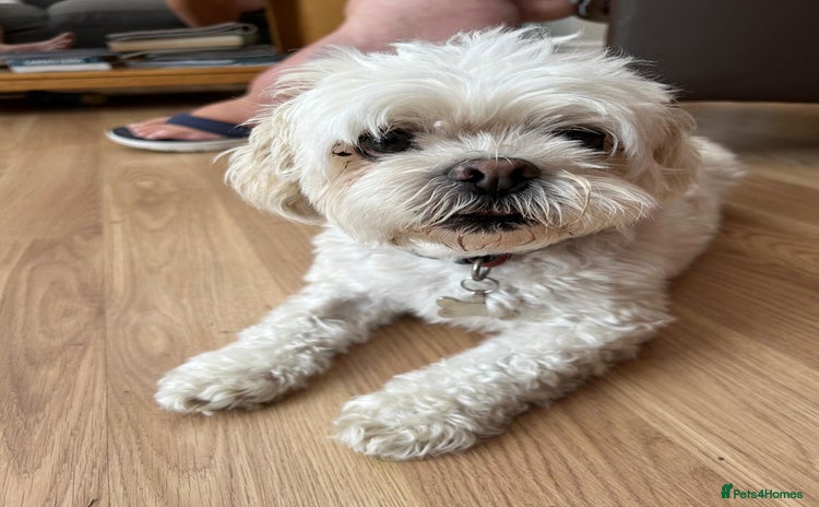 Lhasa Apso dogs - Advert 1