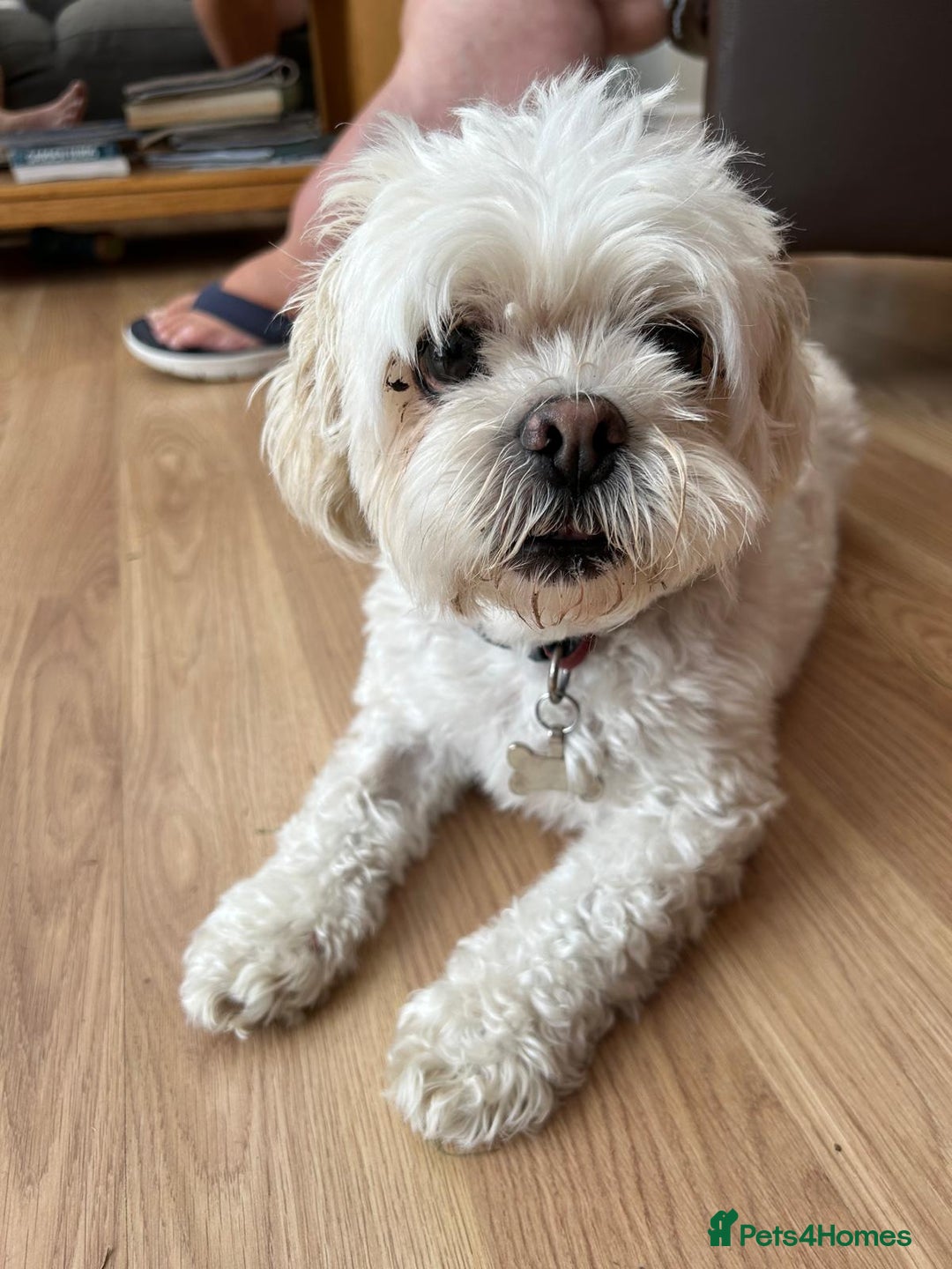 Lhasa Apso dogs for sale: Toby needs a new loving home! **£00.00** - Image 1