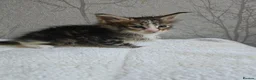 Maine Coon cats for sale: Beautiful Maine Coon Kittens  - Advert 3