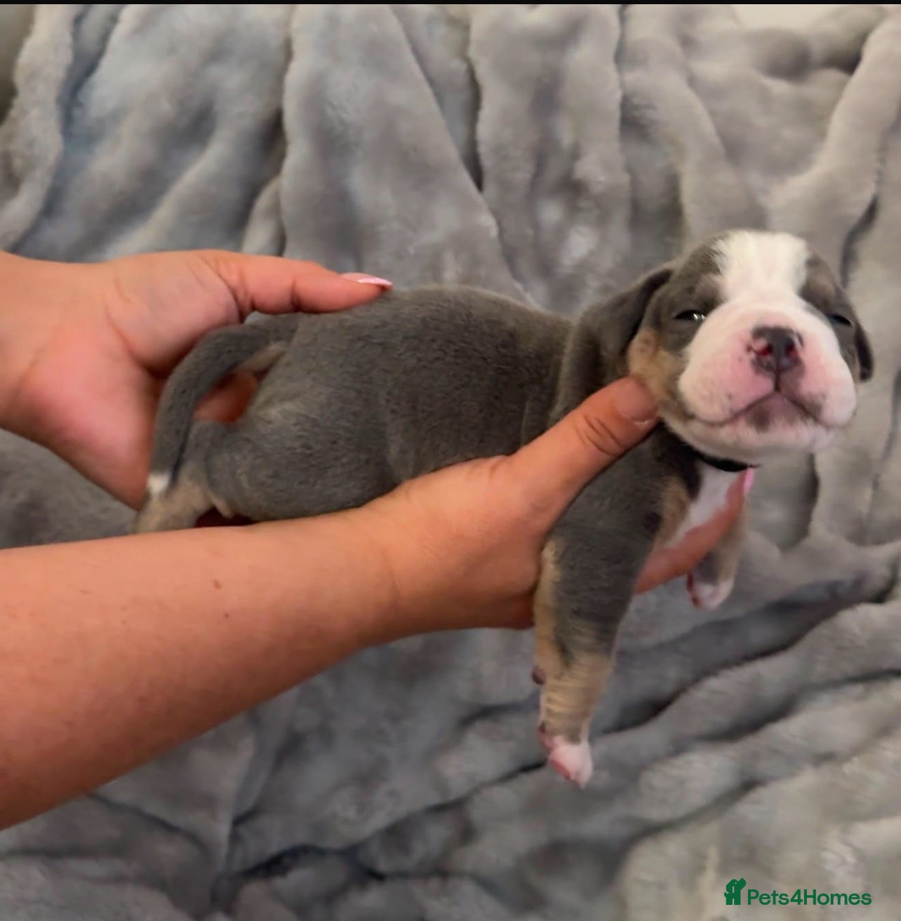 Olde English Bulldogge dogs 🔥🔥Champion bloodline Olde English Bulldog🔥🔥 - Advert 2