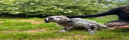 English Setter dogs for adoption: Ter   in Worthing - Advert 1