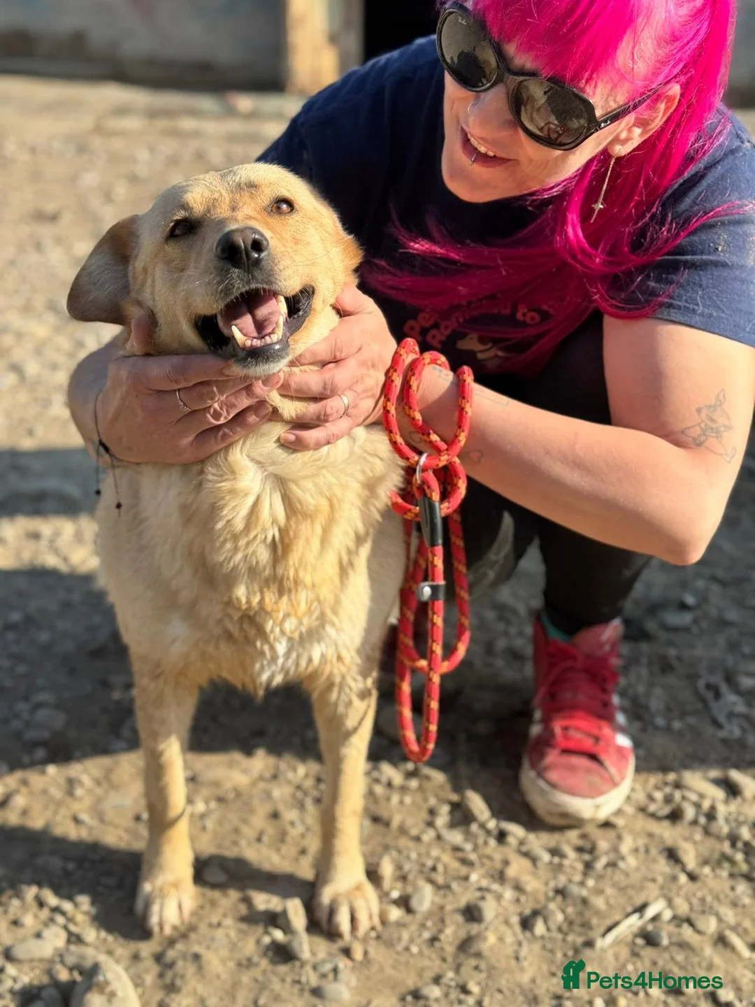 Mixed Breed dogs for adoption: Nelly - Advert 3