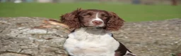 English Springer Spaniel dogs for sale: Rowanvale's Trained Jennie  - Advert 4