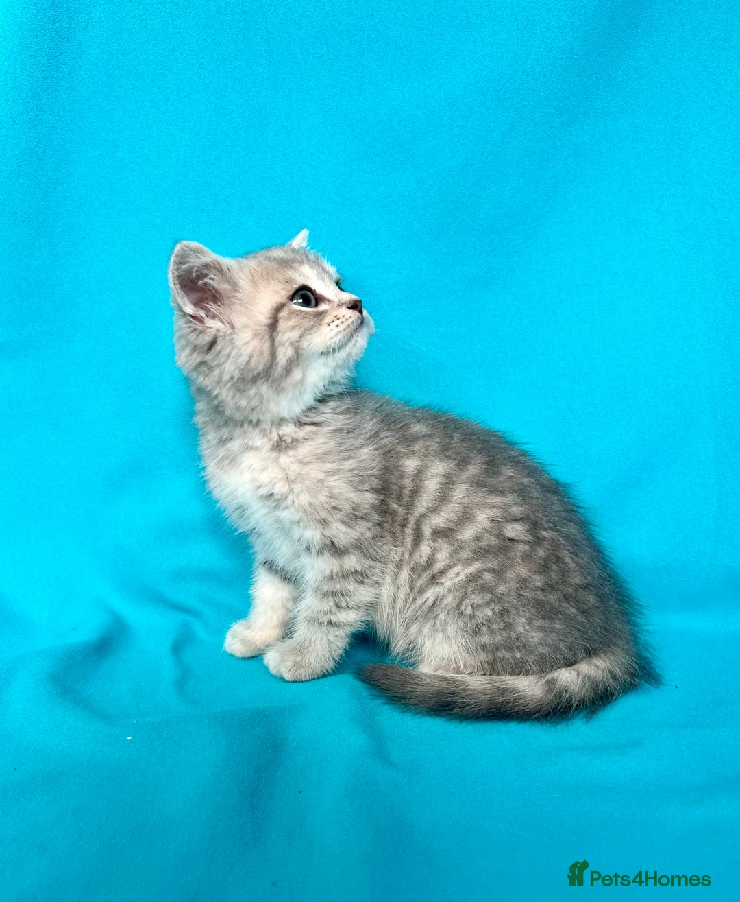 British Shorthair cats for sale: 🐾Purebred BSH kittens🐾 - Image 26