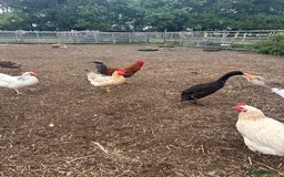 Chickens poultry for sale: POL hens  - Image 1