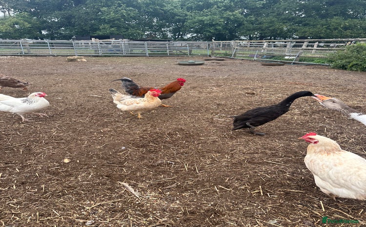 Chickens poultry - Advert 1