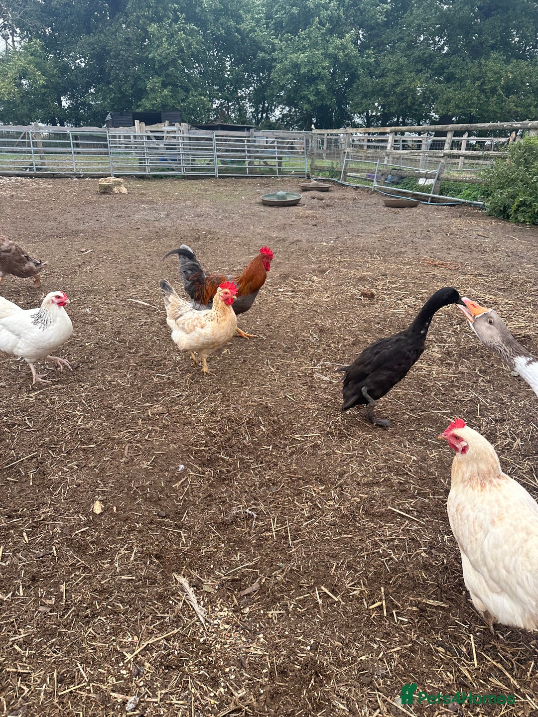 Chickens poultry for sale: POL hens  - Image 1