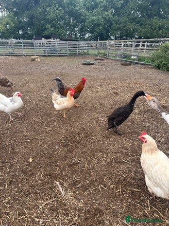 Chickens poultry - Advert 3
