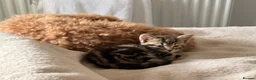 Mixed Breed cats for sale: One beautiful kitten male ready soon - Advert 9