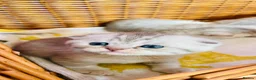Scottish Fold cats for sale: Beautiful Scottish fold/straight ready to reserve  - Advert 8