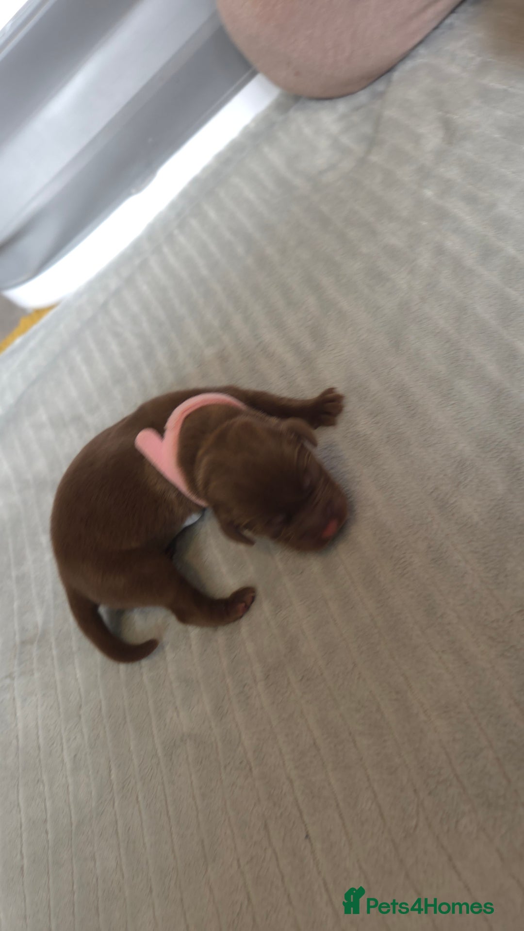 Labrador Retriever dogs for sale: Beautiful pedigree labrador puppies  - Image 28