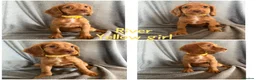Cocker Spaniel dogs for sale: Cocker spaniel puppies - Advert 3