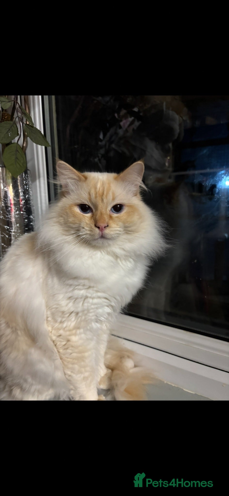 Mixed Breed cats ***British longhair cross flamepoint ragdoll*** - Advert 2